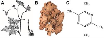 Tetramethylpyrazine: An Active Ingredient of Chinese Herbal Medicine With Therapeutic Potential in Acute Kidney Injury and Renal Fibrosis